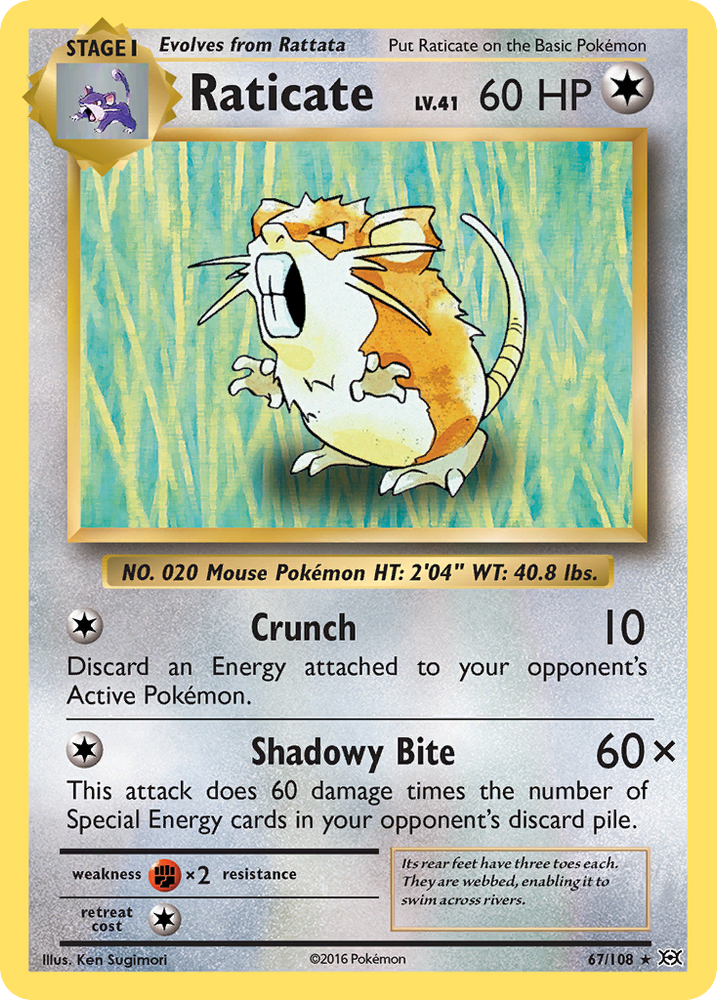 Raticate (67/108) [XY: Evolutions]